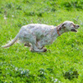 Setter Anglais SETTER SAK UZAK CENA Setter Anglais SETTER SAK UZAK CENA